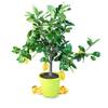 Zitronenbaum Piccolo von Meine Orangerie