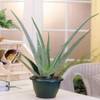 Aloe-vera-Pflanze von Meingartenshop