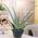 Aloe-vera-Pflanze von Meingartenshop