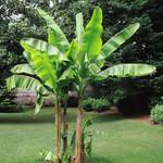 Meingartenshop Bananenbaum Musa Basjoo