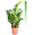 Zamioculcas zamiifolia von mgc24