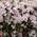 Clematis montana 'Rubens' von Native Plants 