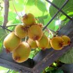 Native Plants Kiwi