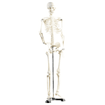 Newgen Medicals PE8175