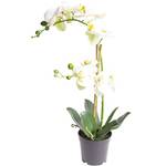 Nova-Nature künstliche Orchidee Bora