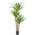 Yucca Palme von Oairse