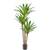 Oairse Yucca Palme