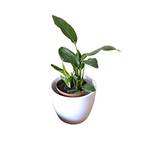 Olive Grove Strelitzie-Pflanze