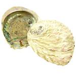 Osters Muschel-Sammler Abalone-Muschel