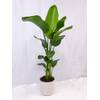 Strelitzia Nicolai von PalmenLager.de