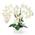 Orchidee von Pasch
