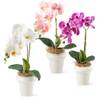 Orchideen P50 von Pasch