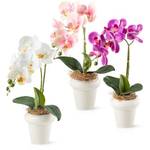 Pasch Orchideen P50