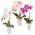 Orchideen P50 von Pasch