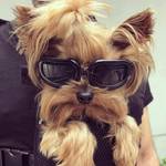 Petleso Sonnenbrille für Hunde
