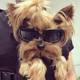 Petleso Sonnenbrille für Hunde Produktvergleich
