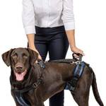 Tragehilfe-Hund