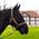 Halfter für Pferd Warmblut von Pferdelinis