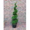 Thuja Spirale von Pflanzen Böring