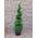 Thuja Spirale von Pflanzen Böring