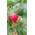 Aroma Queen von Pflanzen-Discounter24