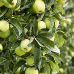 Pflanzen für Dich Apfelbaum Malus Domestica