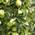 Apfelbaum Malus Domestica von Pflanzen für Dich