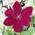 Clematis 'Westerplatte' von Pflanzen für Dich