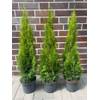 Thuja Smaragd von Pflanzhits