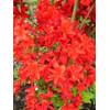 87010 von Plantenwelt Wiesmoor