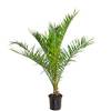 Kanarische Dattelpalme von Bloomique