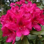 Rhododendron Rot