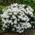 Rhododendron Hybride von Pille Baumschulen
