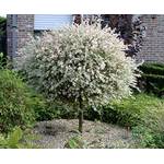 Zierbäume winterhart