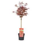 Plant in a Box 3012191