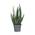 Aloe barbadensis von Plant in a Box