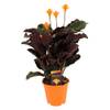 Calathea Crocata von Plant in a Box