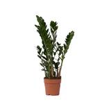 Plant in a Box Glücksfeder