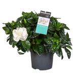 Plant in a Box Kap-Jasmin Zimmerpflanze