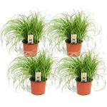 Plant in a Box Katzengras