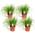 Katzengras von Plant in a Box