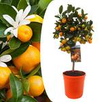 Plant in a Box Orangenbaum