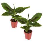 Plant in a Box Musa Orientalischer Zwerg