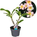 Exotische Blumen