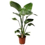 Plant in a Box Strelitzia Nicolai