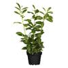 Kirschlorbeer von PlantaPro