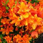 Rhododendron (orange)