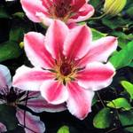 Plantapro Clematis Nelly Moser