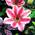 Clematis Nelly Moser von PlantaPro