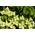 Cornus kousa chinensis 'Schmetterling' von PlantaPro